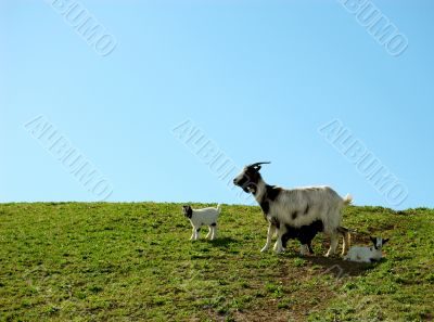 Goat family