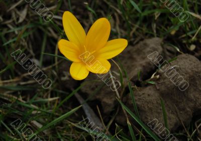 Yellow crocus
