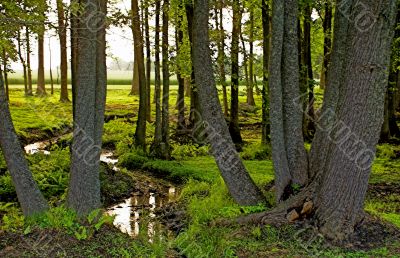 Spring Forest