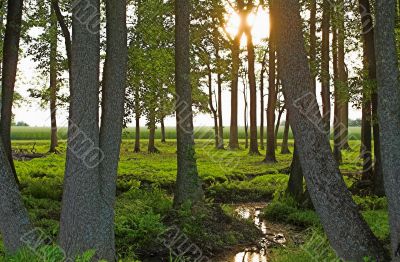 Spring Forest