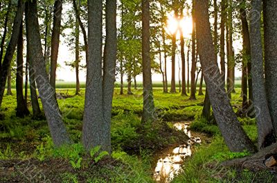 Spring Forest