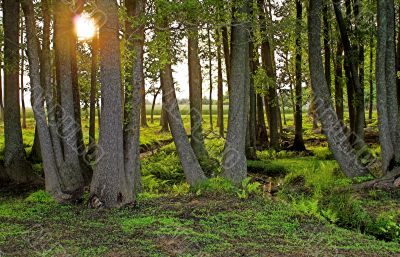 Spring Forest