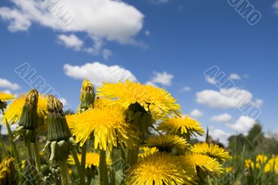 Flower dandelion on sky