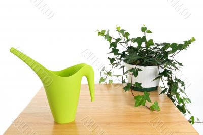 Green watering can and ivy in pot