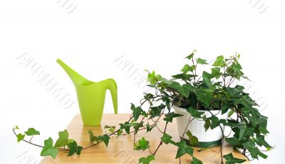 Ivy in pot and green watering can