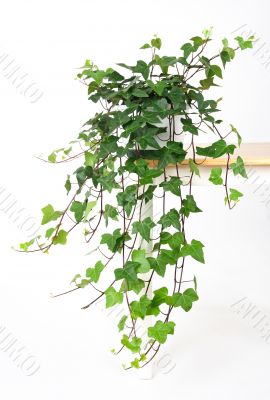 Beautiful green ivy in pot