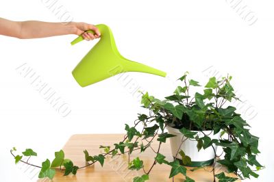 Watering green ivy in pot