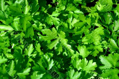 Fresh green leaves of a parsley