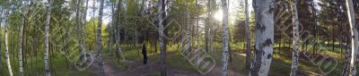 Birch grove