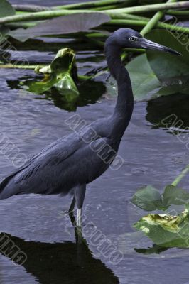 Heron