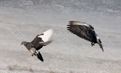 Flight of two pigeons
