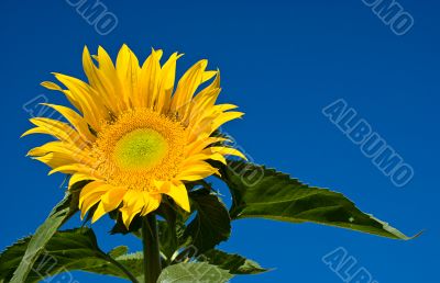 Sunflower and Blue Sky