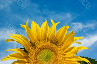 Sunflower Against a Cloudy Blue Sky With Plenty of Copy Space