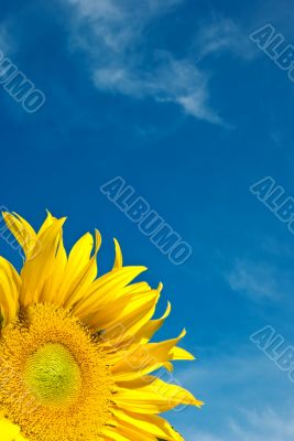 Sunflower Against a Cloudy Blue Sky With Plenty of Copy Space