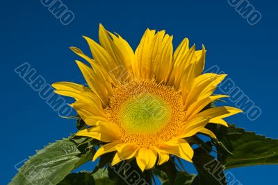 Sunflower and Blue Sky