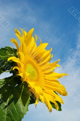 Sunflower Against a Cloudy Blue Sky With Plenty of Copy Space