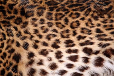 Skin of the leopard