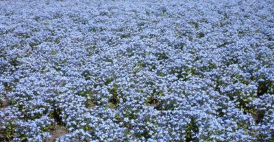 Blue Flowers background