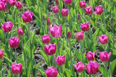 Tulips