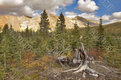 Small fur-trees at high mountains.