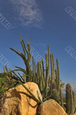 Cactuses and stones.