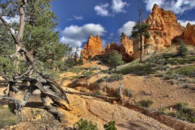 Trees among stones