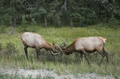 The conflict between two deers.