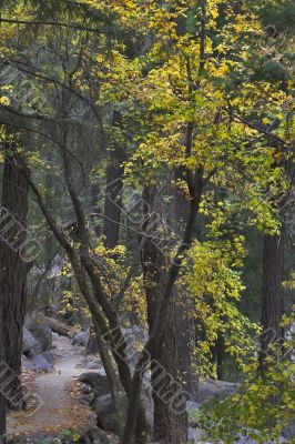 Footpath in a wood.