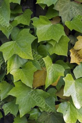 Ivy