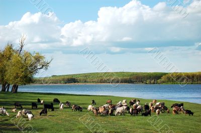Goats grazing