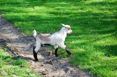 Kid goat