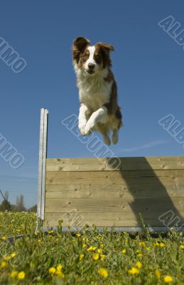 jumping australian shepherd