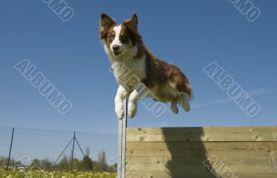 jumping australian shepherd