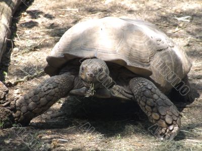 Big turtle