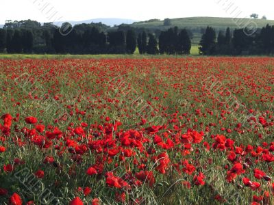 Poppies landscape