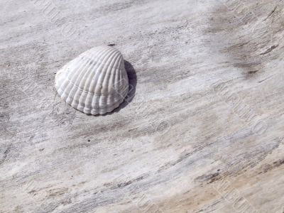 Shell on the trunk