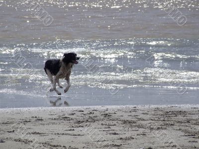 Dog running