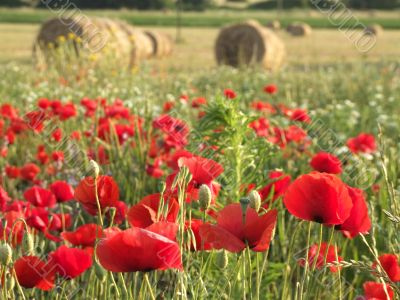 Poppies details