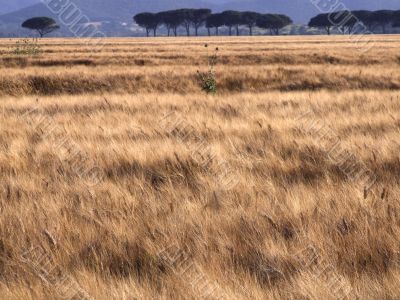 Wheat field