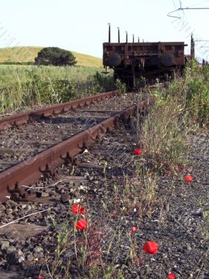 Poppies in the railway