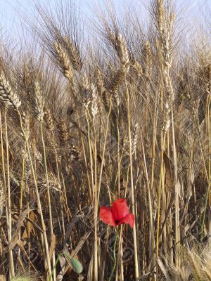 Poppy in the wheat