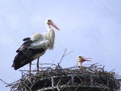 Storks