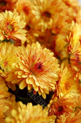 Orange chrysanthemum