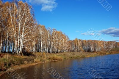 Autumn forest