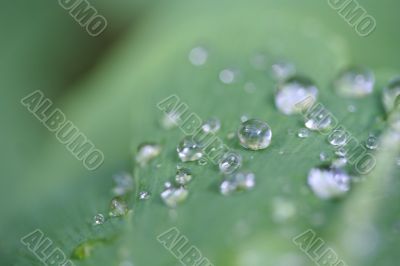 water drops of dew on green leaf. Macro shot