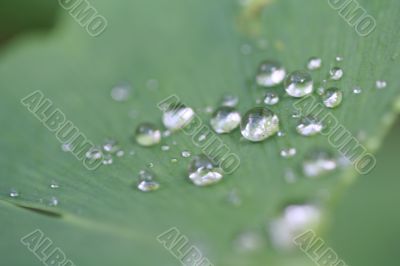 water drops of dew on green leaf. Macro shot