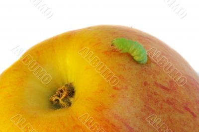 green caterpillar eat an apple