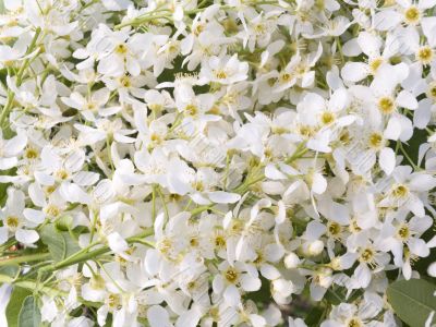 bird cherry