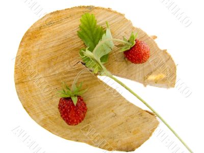 wild strawberry