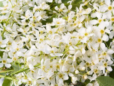 bird cherry